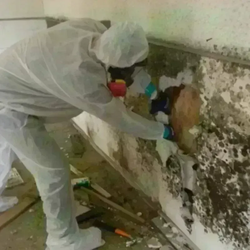 Mold Remediation and Removal in Hartselle, AL